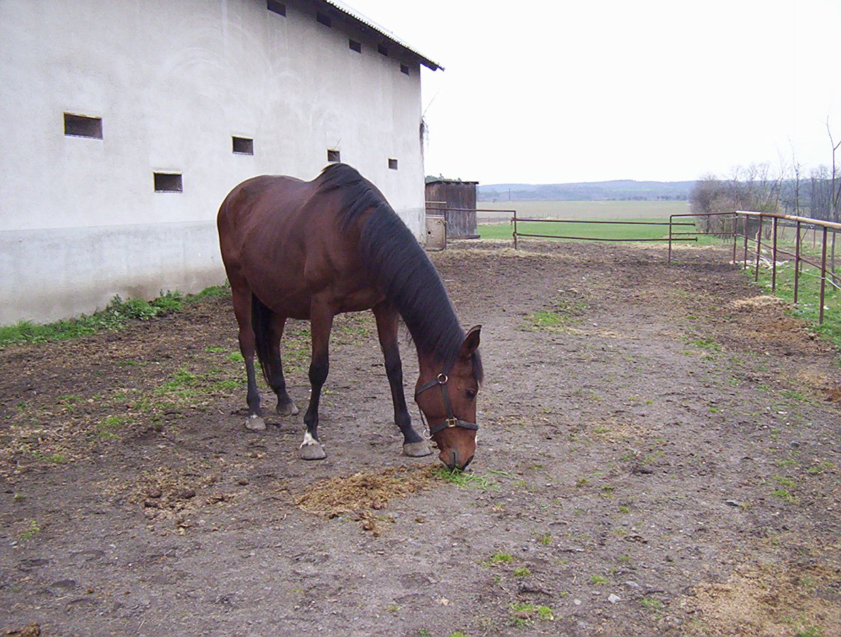 Koně-ostatní 028.jpg