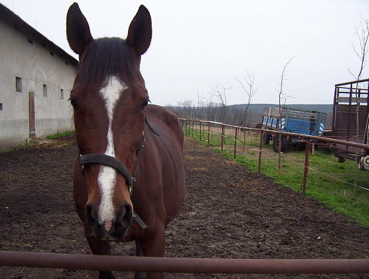 Koně-ostatní 010.jpg
